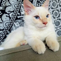 Ragdoll siamese