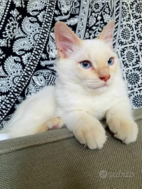 Ragdoll siamese