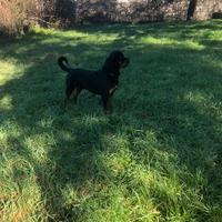 Rottweiller per accoppiamento