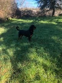 Rottweiller per accoppiamento