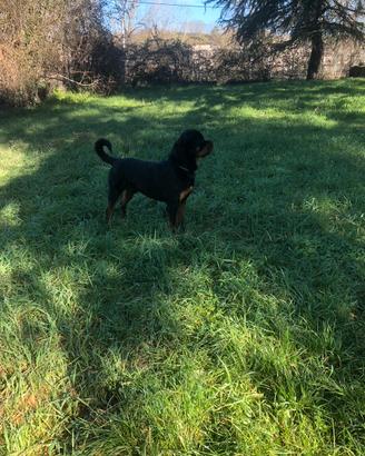 Rottweiller per accoppiamento