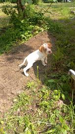 Pointer Cucciolo