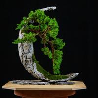 Ginepro Nano a cascata. Vaso Artesan 