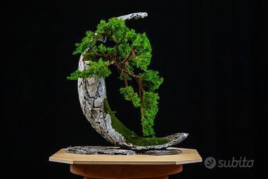 Ginepro Nano a cascata. Vaso Artesan 