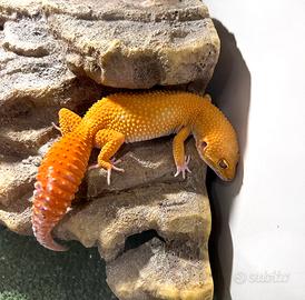 Geco leopardino