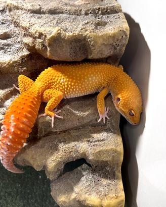 Geco leopardino