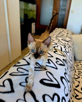 Cuccioli Bengala Snow Lynx (pedigree)