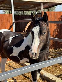 Stalloncino paint horse 17 mesi doc americano
