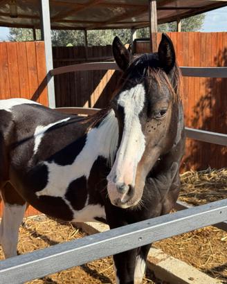 Stalloncino paint horse 17 mesi doc americano