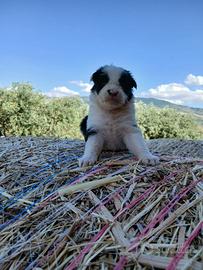 Border collie