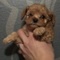 Cuccioli Bambini Toy