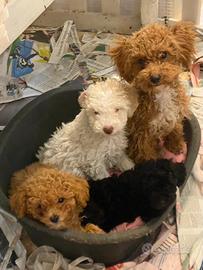 Cuccioli di barboncino