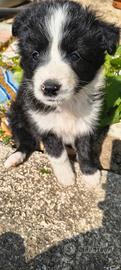 Border collie