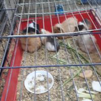 Disponibili cavie peruviane ciuffate