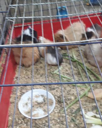 Disponibili cavie peruviane ciuffate