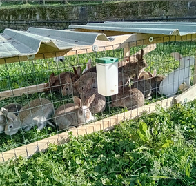 Conigli Bio
