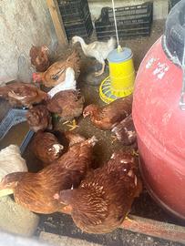Polli galline papere