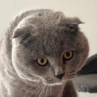 Monta per Scottish Fold