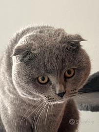 Monta per Scottish Fold