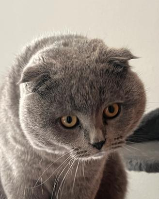 Monta per Scottish Fold