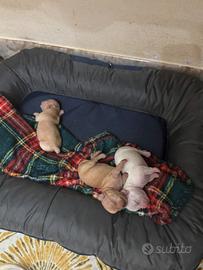Chihuahua toy