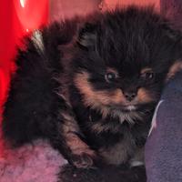 Cuccioli Spitz di pomerania