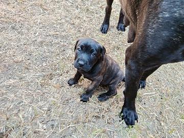 Cuccioli di cane corso senza pedigree