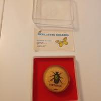 Insetto in resina per colleziome 