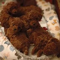 Barboncino toy piccolissimi