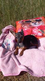 Cucciola di pincher toy