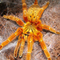Pterinochilus murinus rcf
