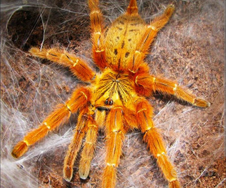 Pterinochilus murinus rcf