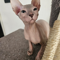 Femmina Donsphynx