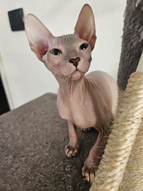 Femmina Donsphynx