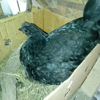 Gallina Cemani