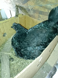 Gallina Cemani
