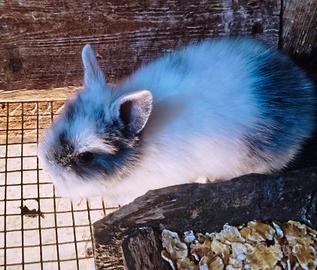 Conigli Nani Testa di Leone