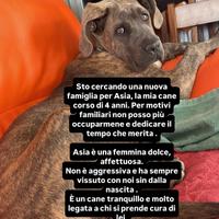 Dolce cane corso 4 anni