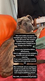 Dolce cane corso 4 anni