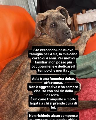 Dolce cane corso 4 anni