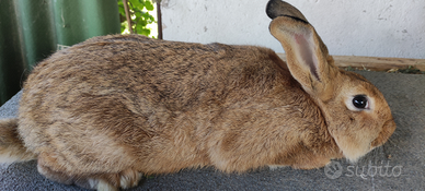 Conigli