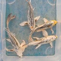 Carpe koi - kikokuryu butterfly - 20/25 cm circa