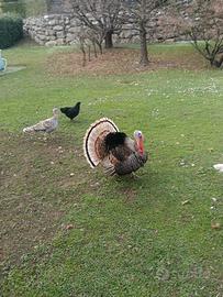 Copia di tacchino