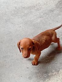 cuccioli bassotto nano 