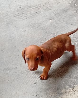 cuccioli bassotto nano 