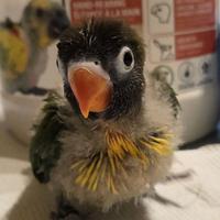 Pullo inseparabile personata mascherato