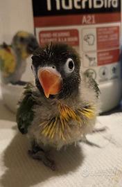 Pullo inseparabile personata mascherato