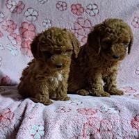 Cuccioli di barboncino toy particolari