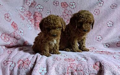 Cuccioli di barboncino toy particolari