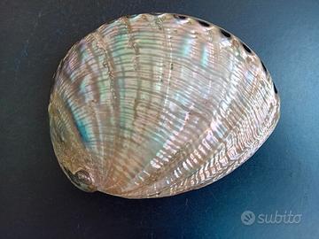 Conchiglia di Abalone e/o Orecchio di S. Pietro